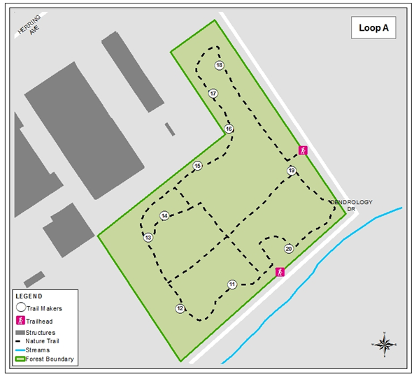 Educational Forest (Loop-A)